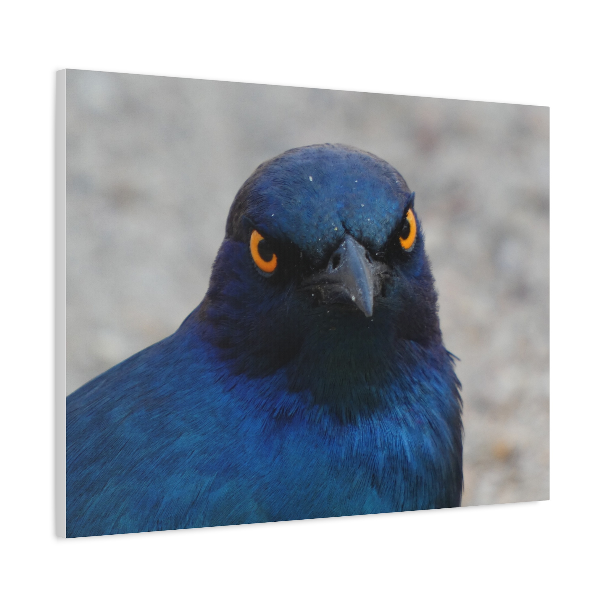 Soul of the Savannah Collection - Matte Canvas, Stretched, 1.25"