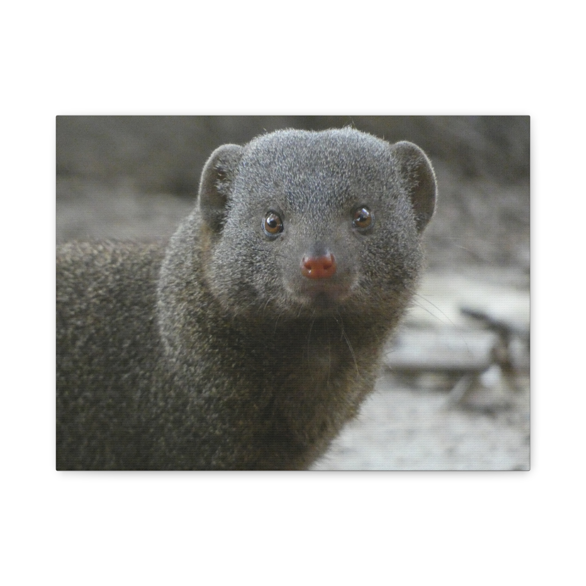 Soul of the Savannah Collection - Matte Canvas, Stretched, 1.25"