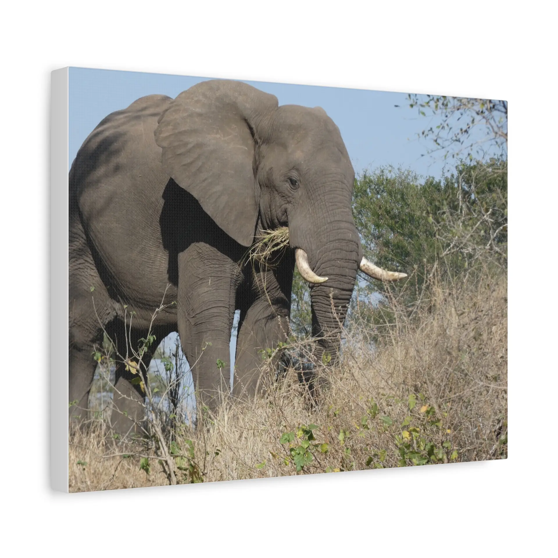 Soul of the Savannah Collection - Matte Canvas, Stretched, 1.25"