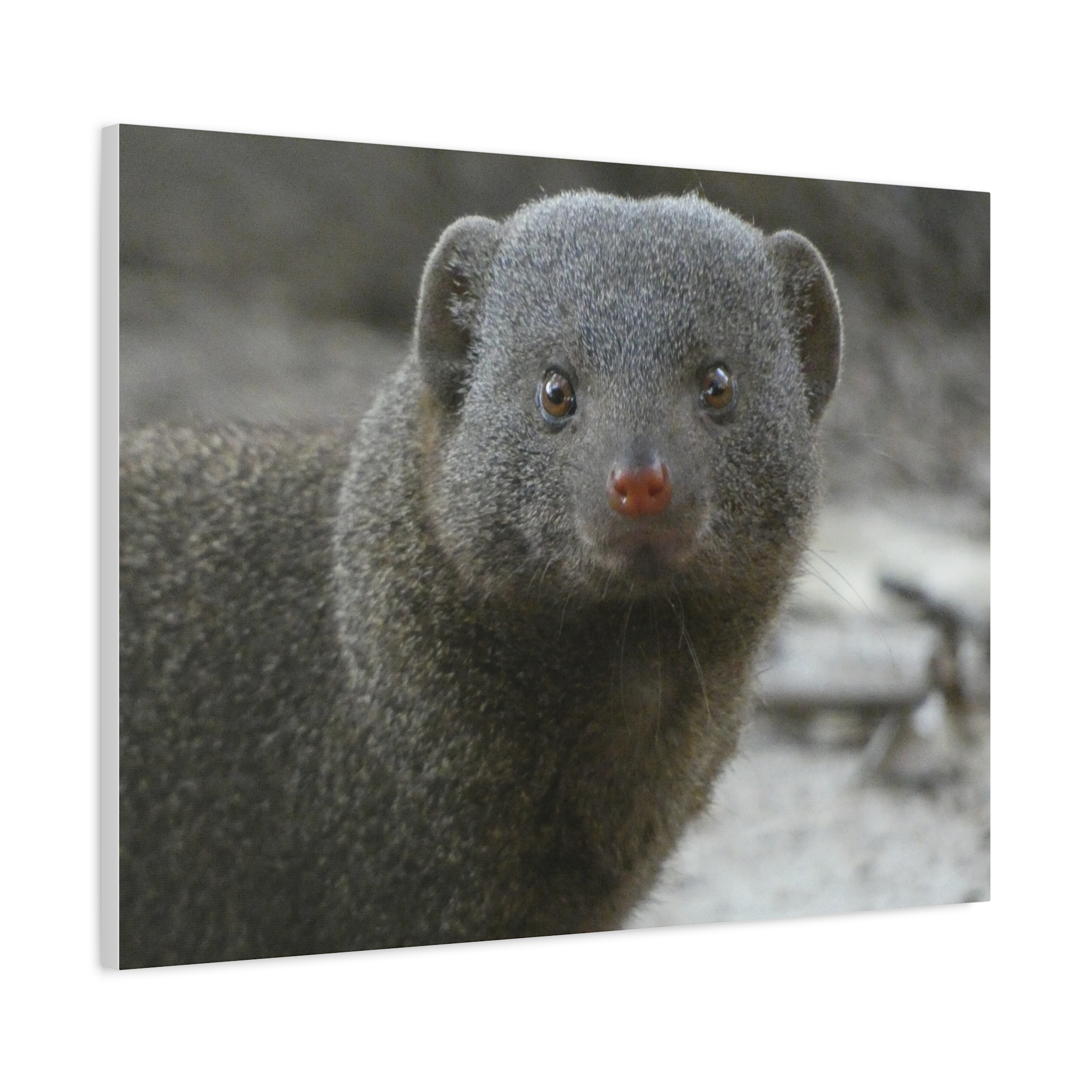 Soul of the Savannah Collection - Matte Canvas, Stretched, 1.25"