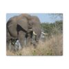 Soul of the Savannah Collection - Matte Canvas, Stretched, 1.25"