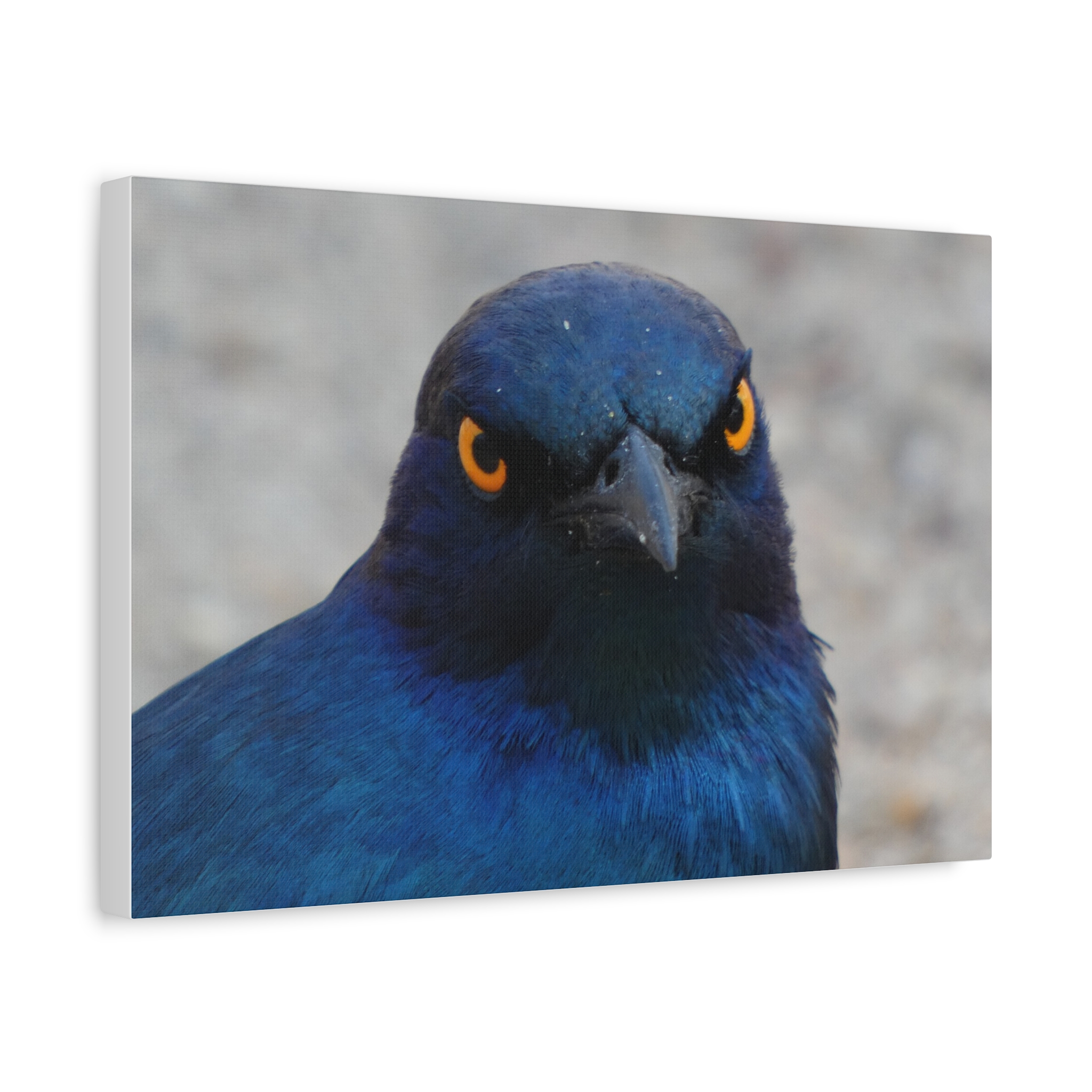 Soul of the Savannah Collection - Matte Canvas, Stretched, 1.25"