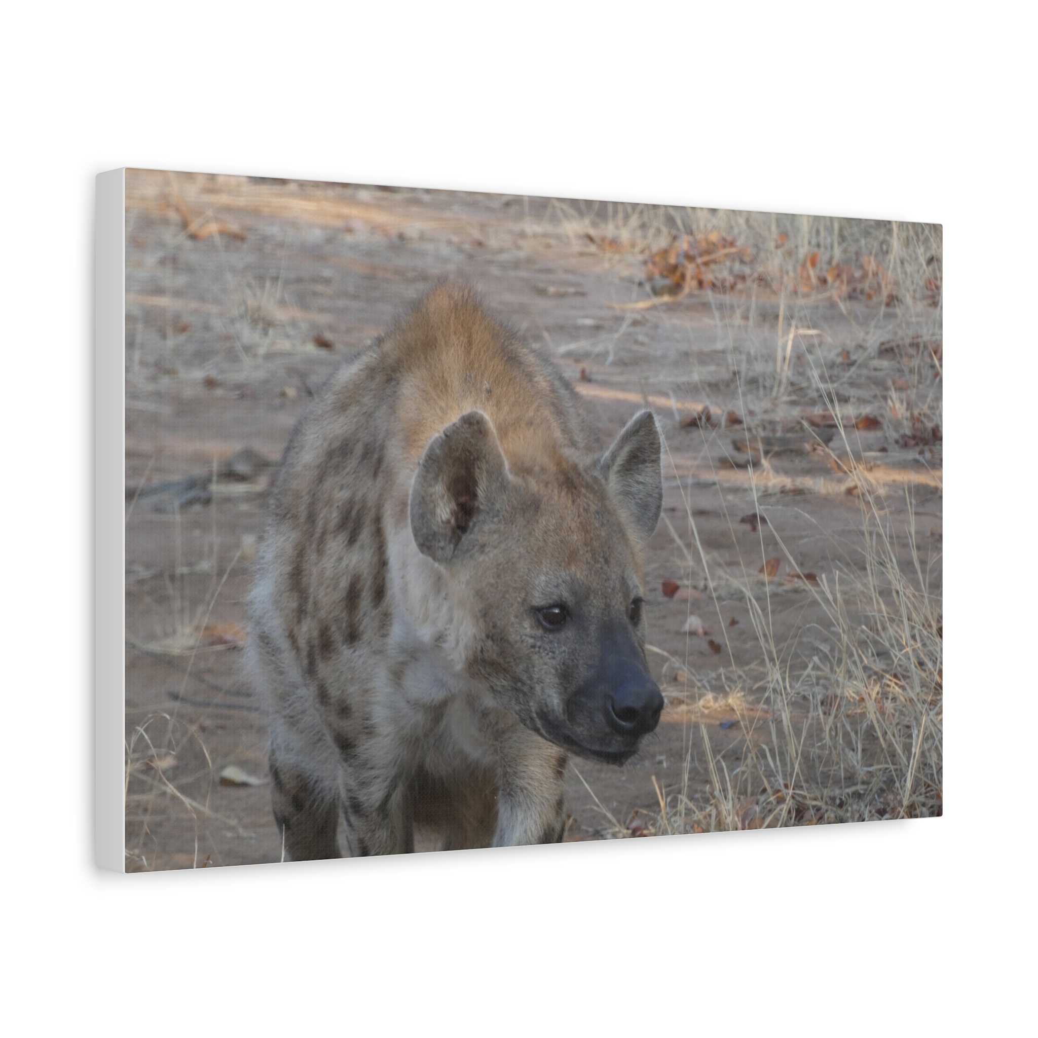 Soul of the Savannah Collection - Matte Canvas, Stretched, 1.25"