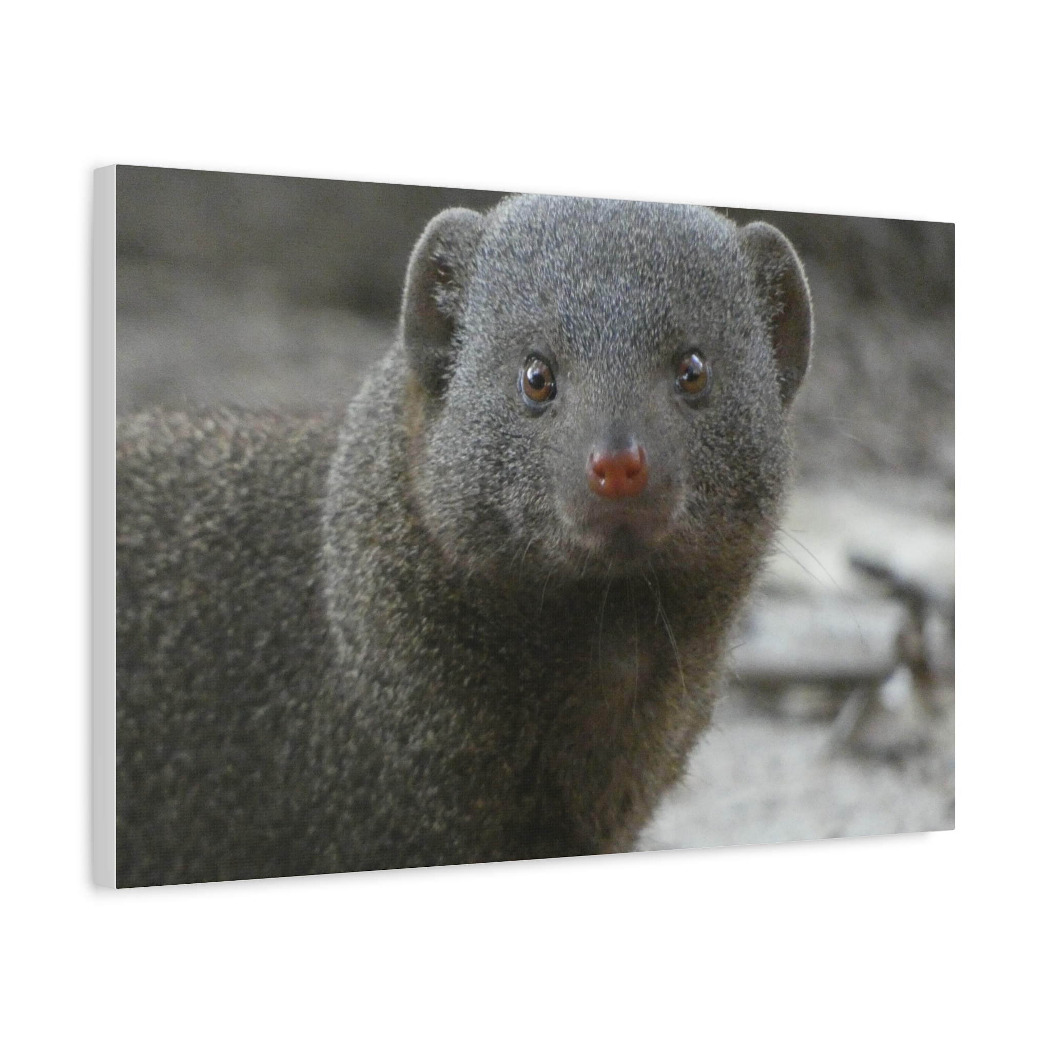 Soul of the Savannah Collection - Matte Canvas, Stretched, 1.25"