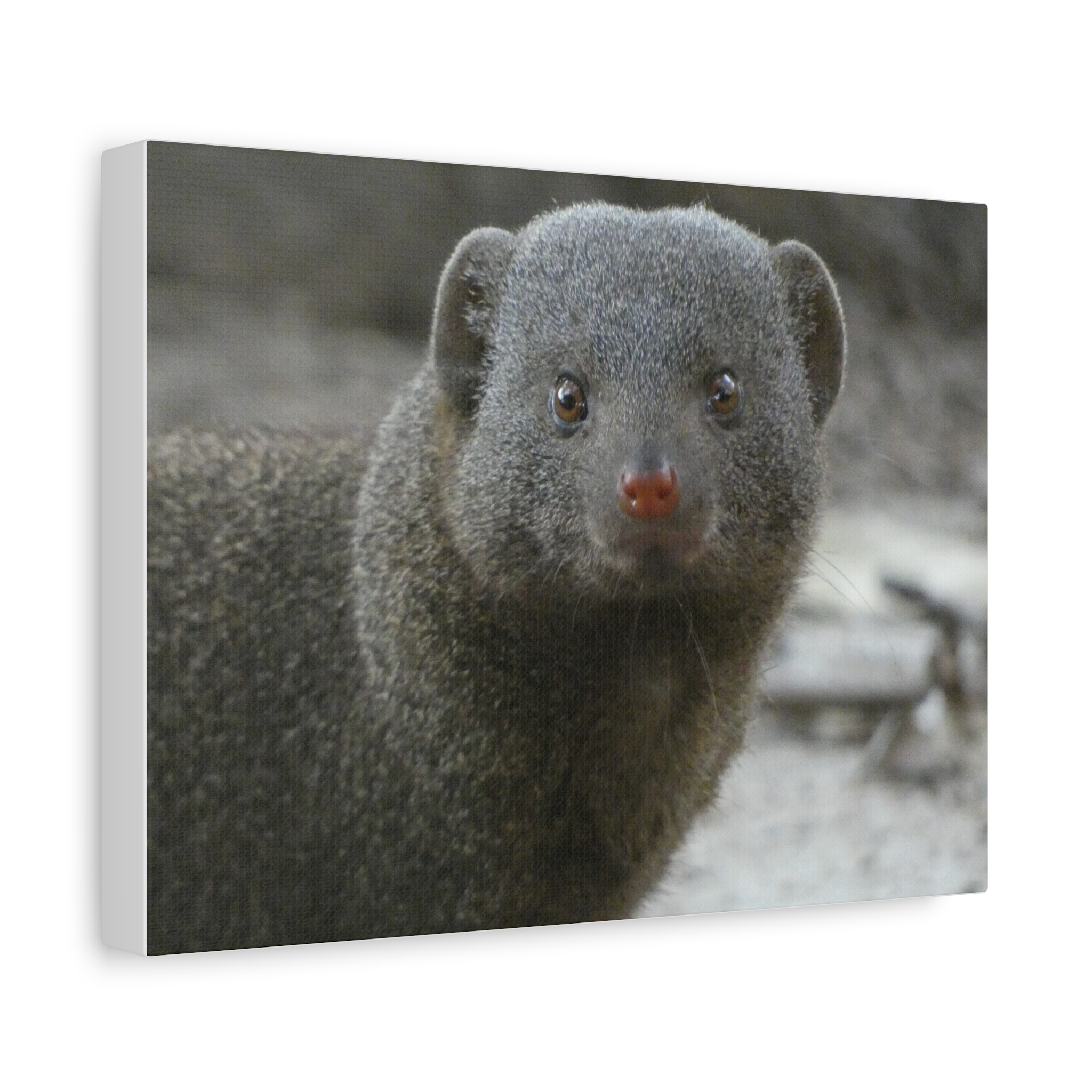 Soul of the Savannah Collection - Matte Canvas, Stretched, 1.25"