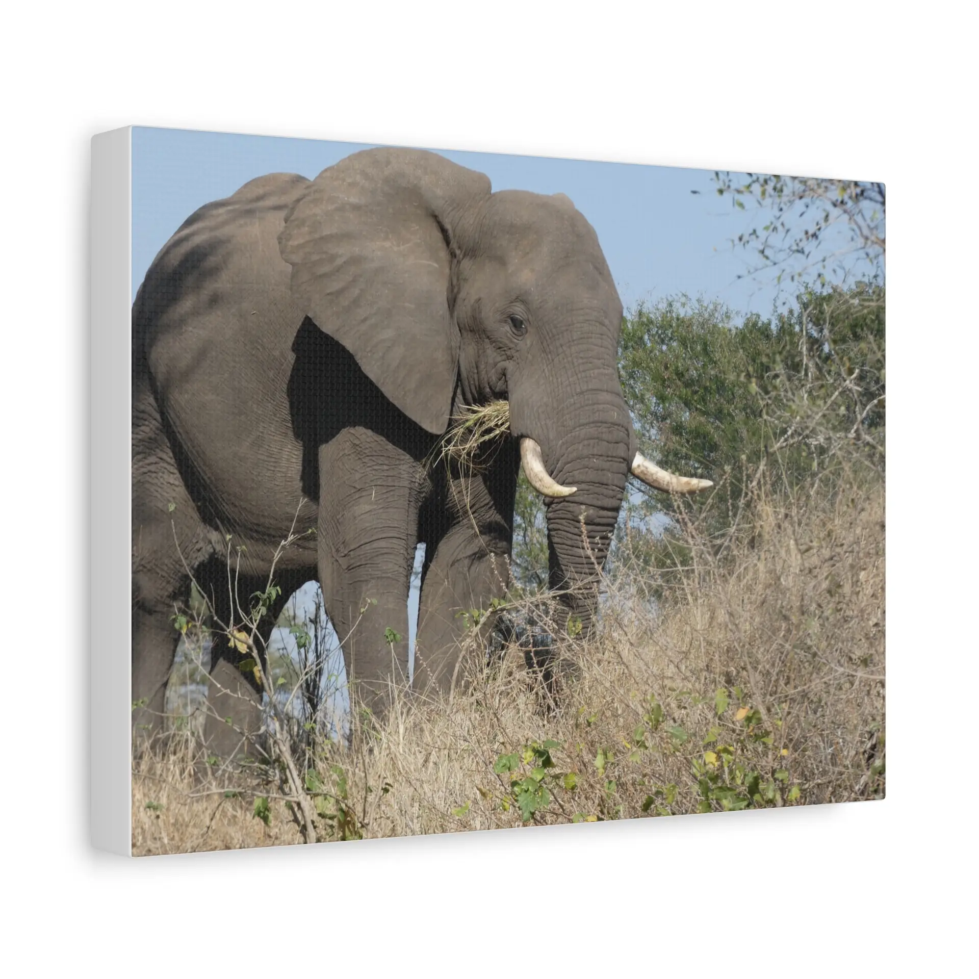 Soul of the Savannah Collection - Matte Canvas, Stretched, 1.25"