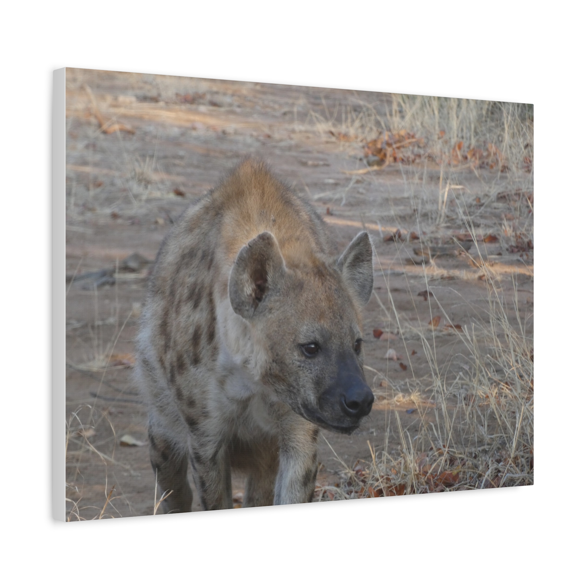 Soul of the Savannah Collection - Matte Canvas, Stretched, 1.25"