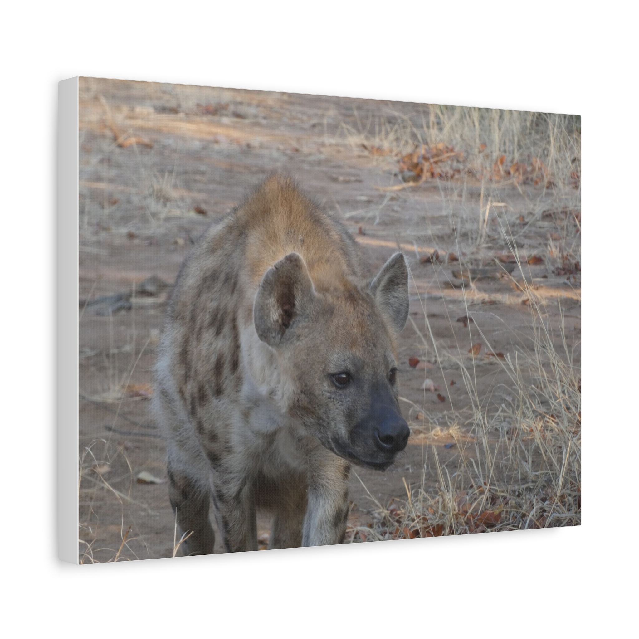 Soul of the Savannah Collection - Matte Canvas, Stretched, 1.25"