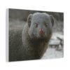 Soul of the Savannah Collection - Matte Canvas, Stretched, 1.25"