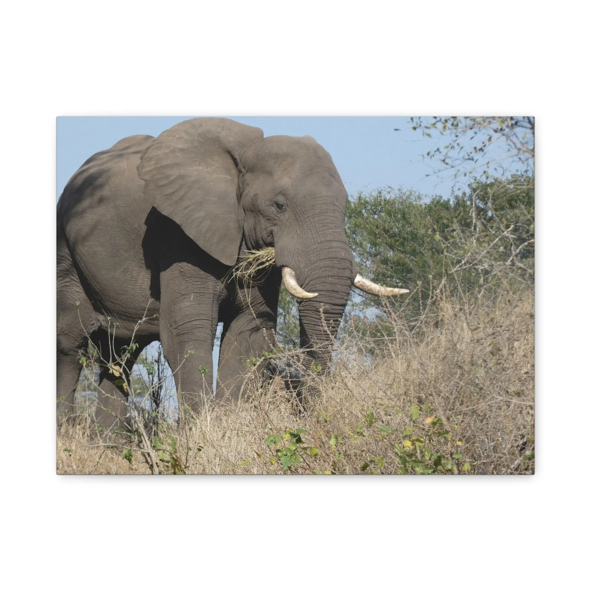 Soul of the Savannah Collection - Matte Canvas, Stretched, 1.25"