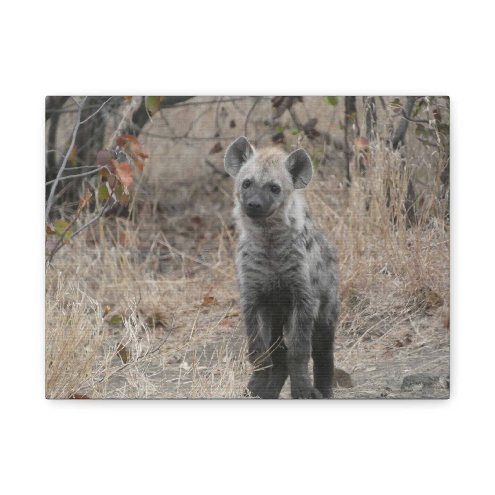 Soul of the Savannah Collection - Matte Canvas, Stretched, 1.25"