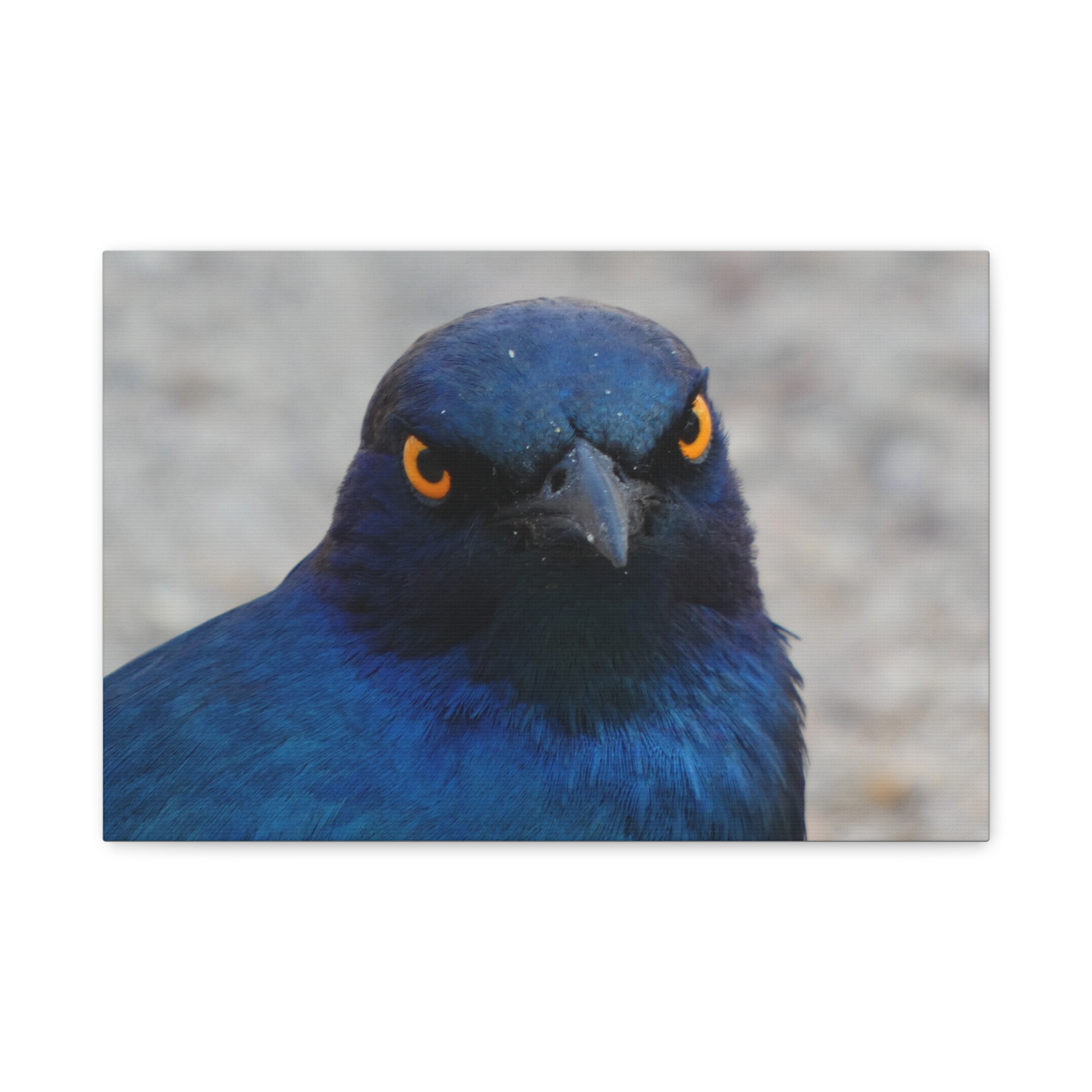 Soul of the Savannah Collection - Matte Canvas, Stretched, 1.25"