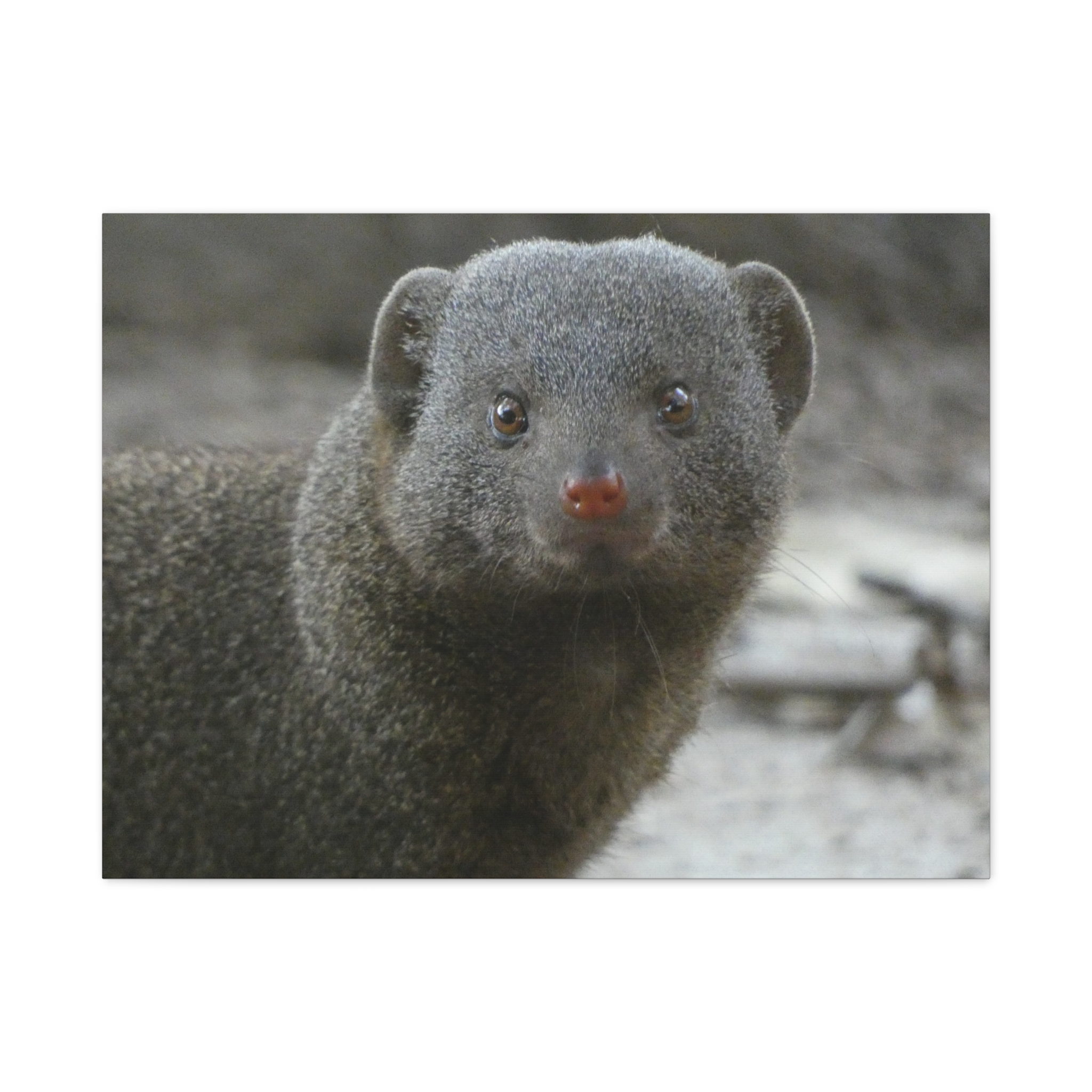 Soul of the Savannah Collection - Matte Canvas, Stretched, 1.25"