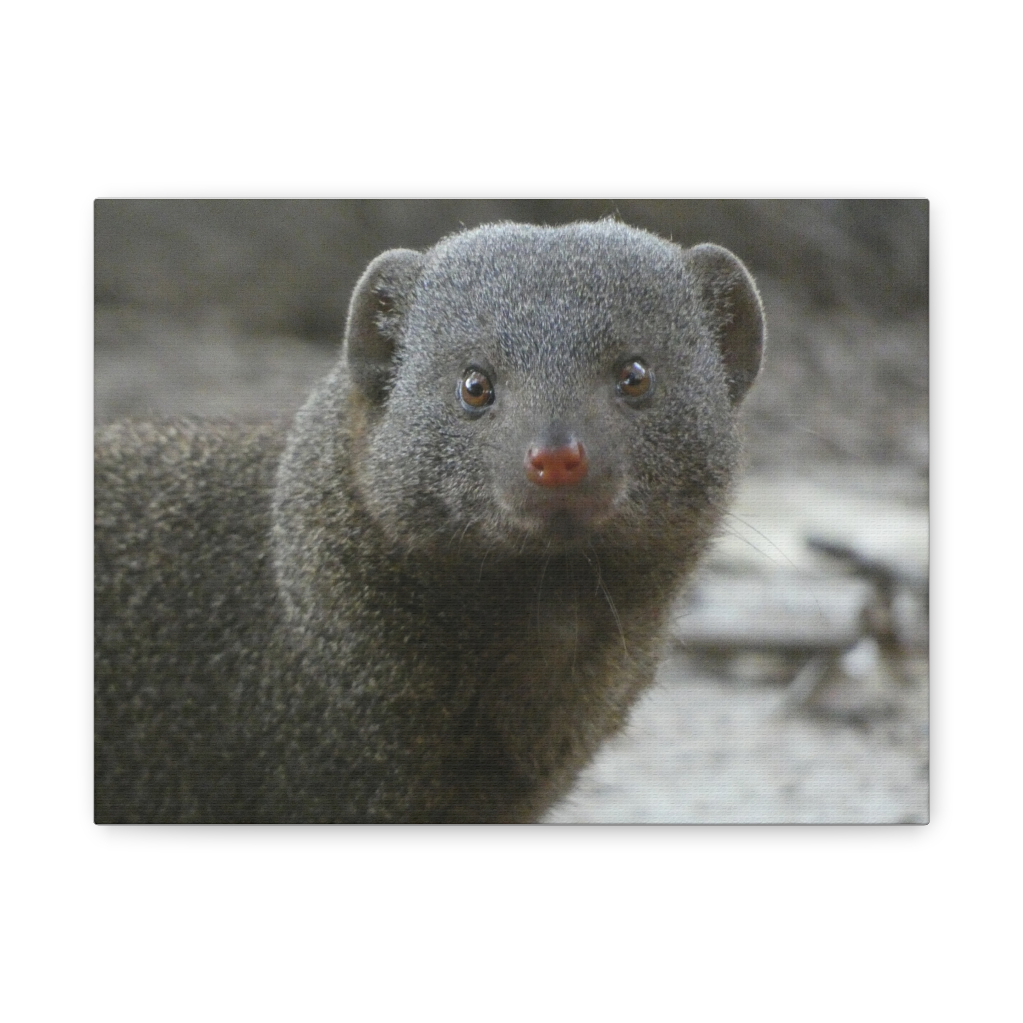 Soul of the Savannah Collection - Matte Canvas, Stretched, 1.25"