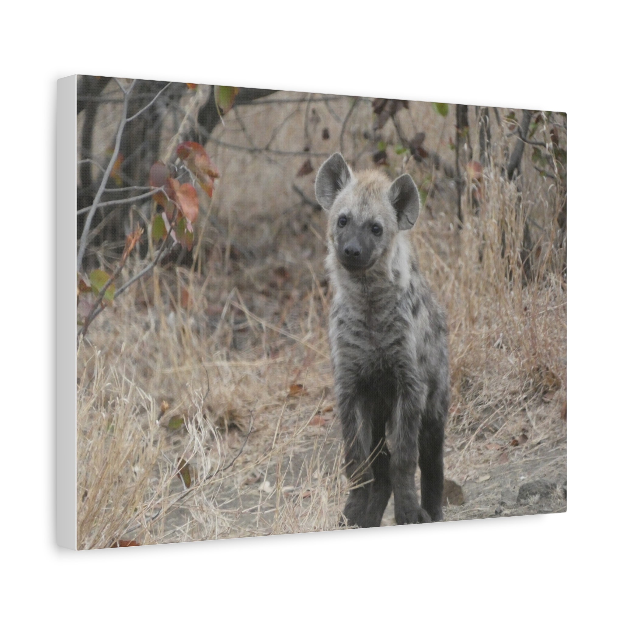 Soul of the Savannah Collection - Matte Canvas, Stretched, 1.25"