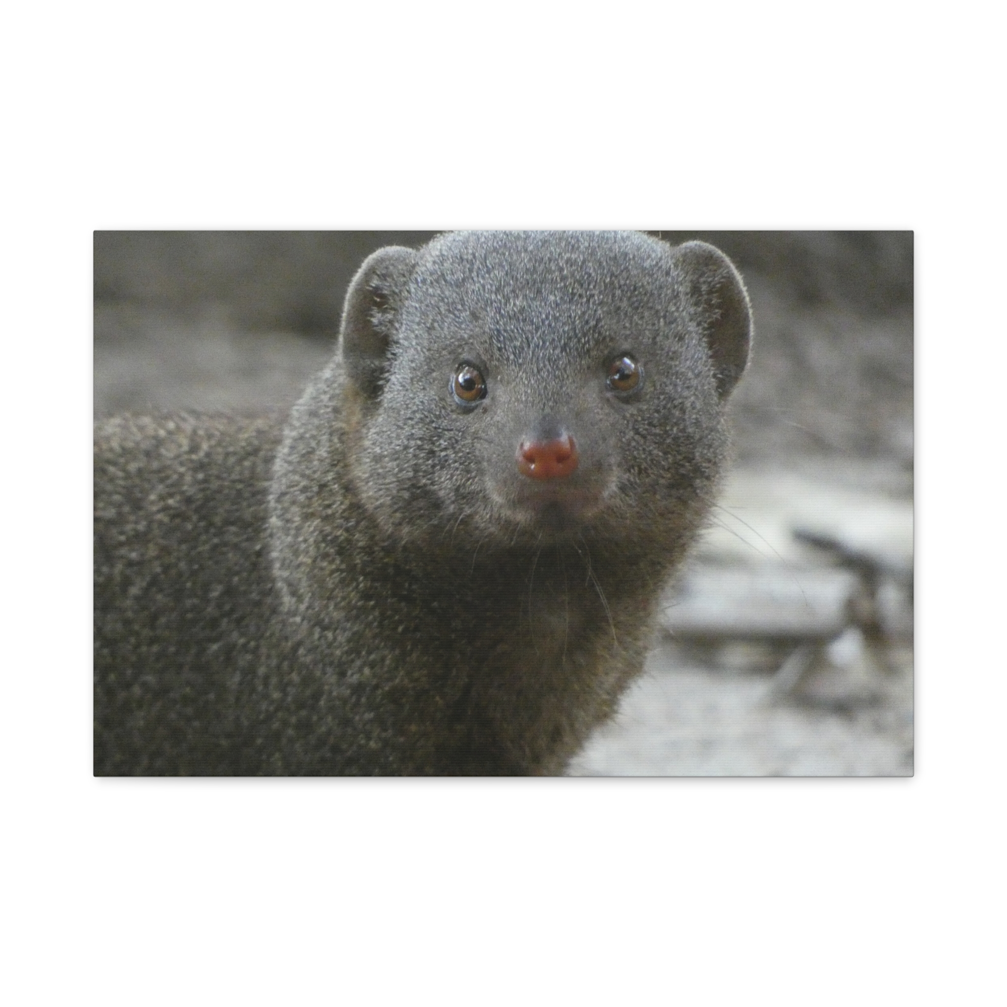 Soul of the Savannah Collection - Matte Canvas, Stretched, 1.25"